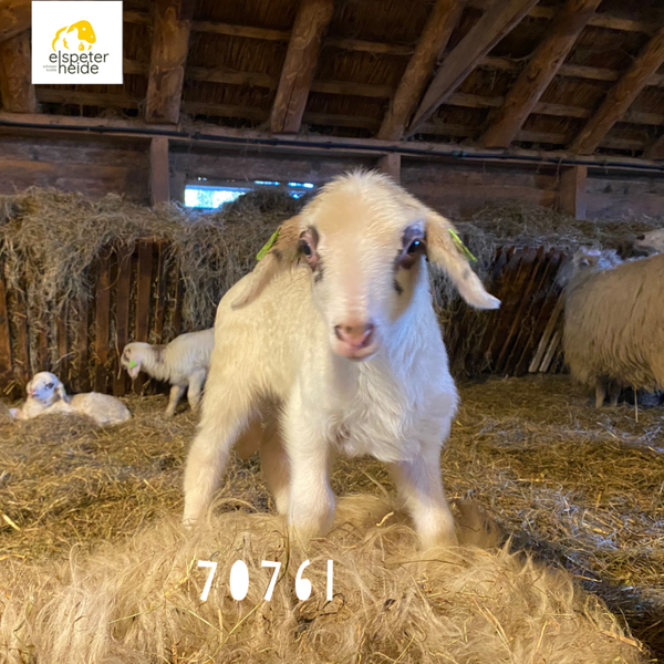 Adoptie lammetje - 70761