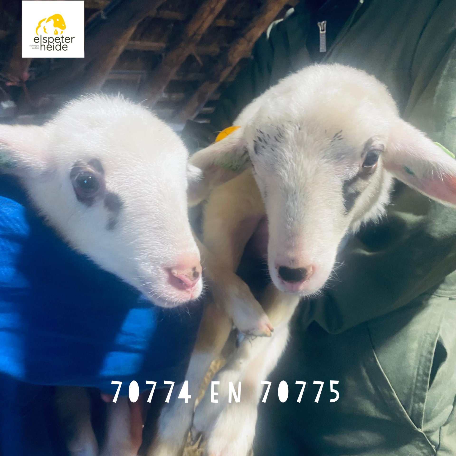 Adoptie tweeling 70774 en 70775