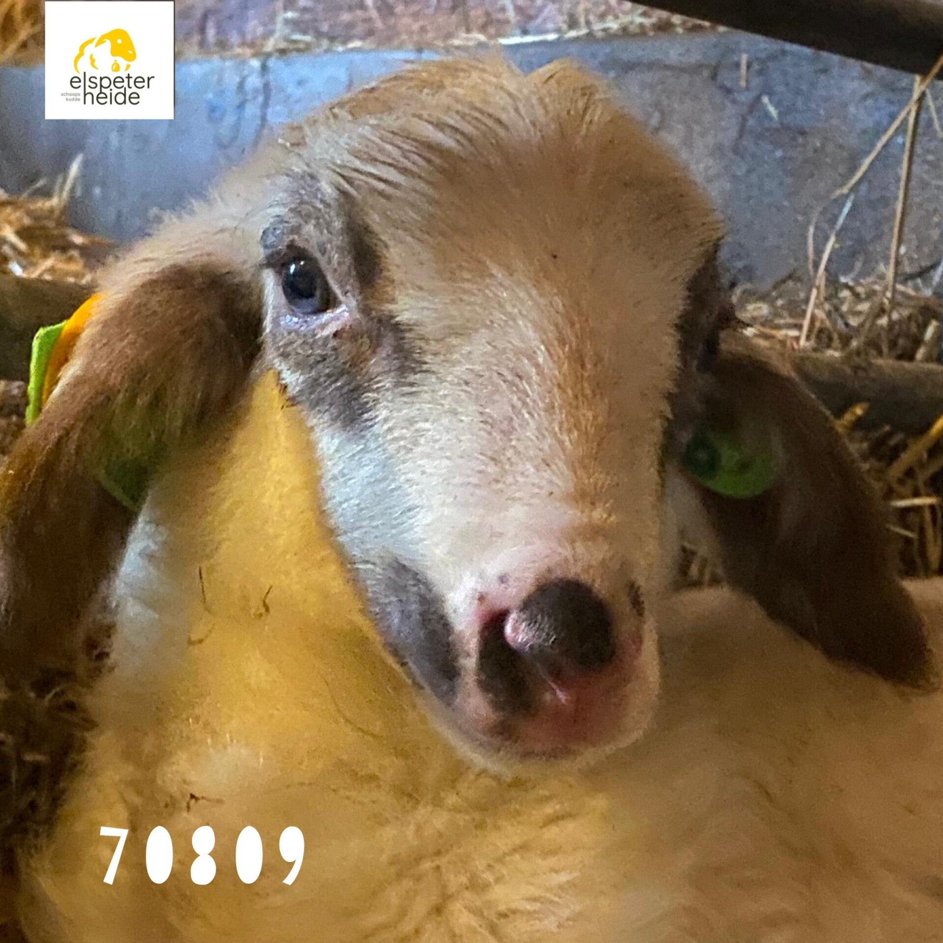 Adoptie lammetje - 70809