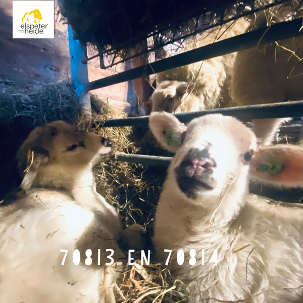 Adoptie tweeling 70813 en 70814