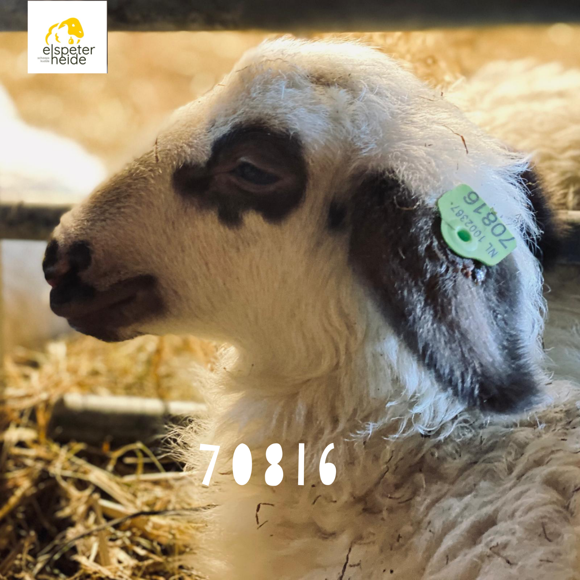 Adoptie lammetje - 70816