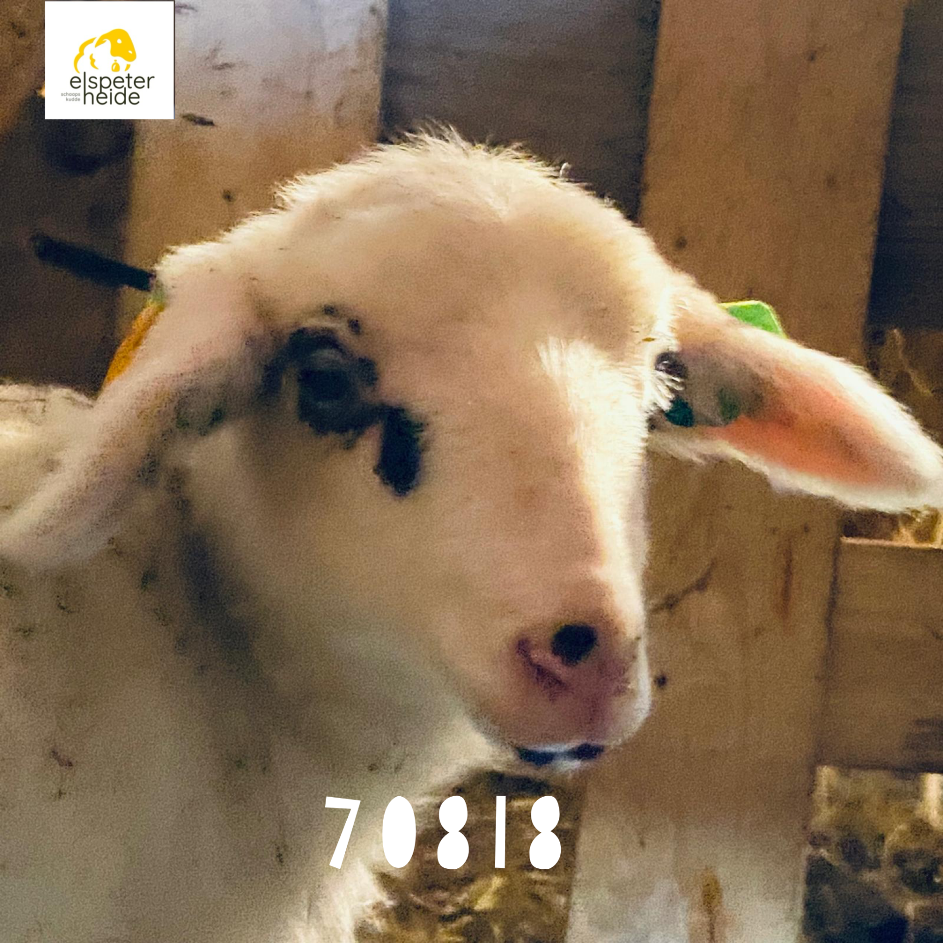 Adoptie lammetje - 70818