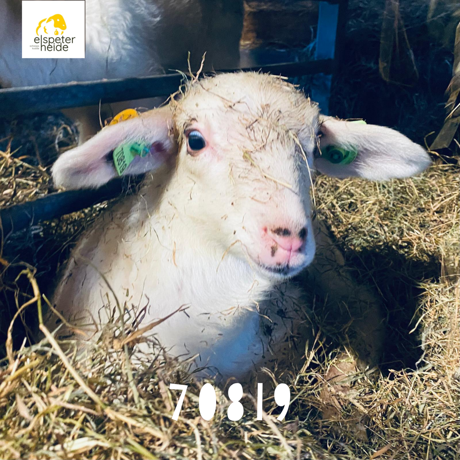 Adoptie lammetje - 70819