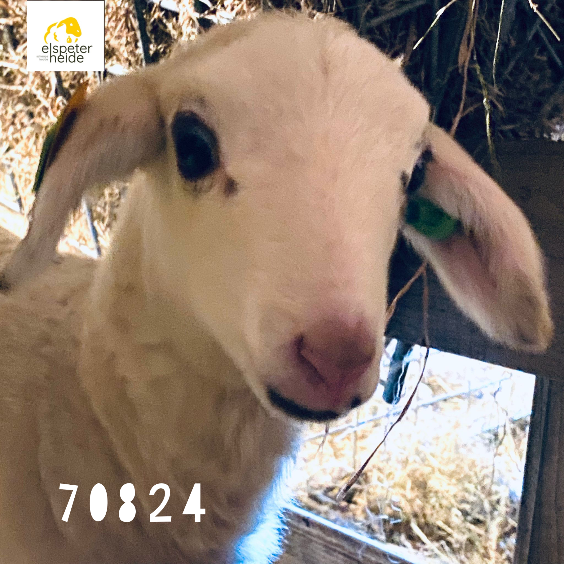 Adoptie lammetje - 70824