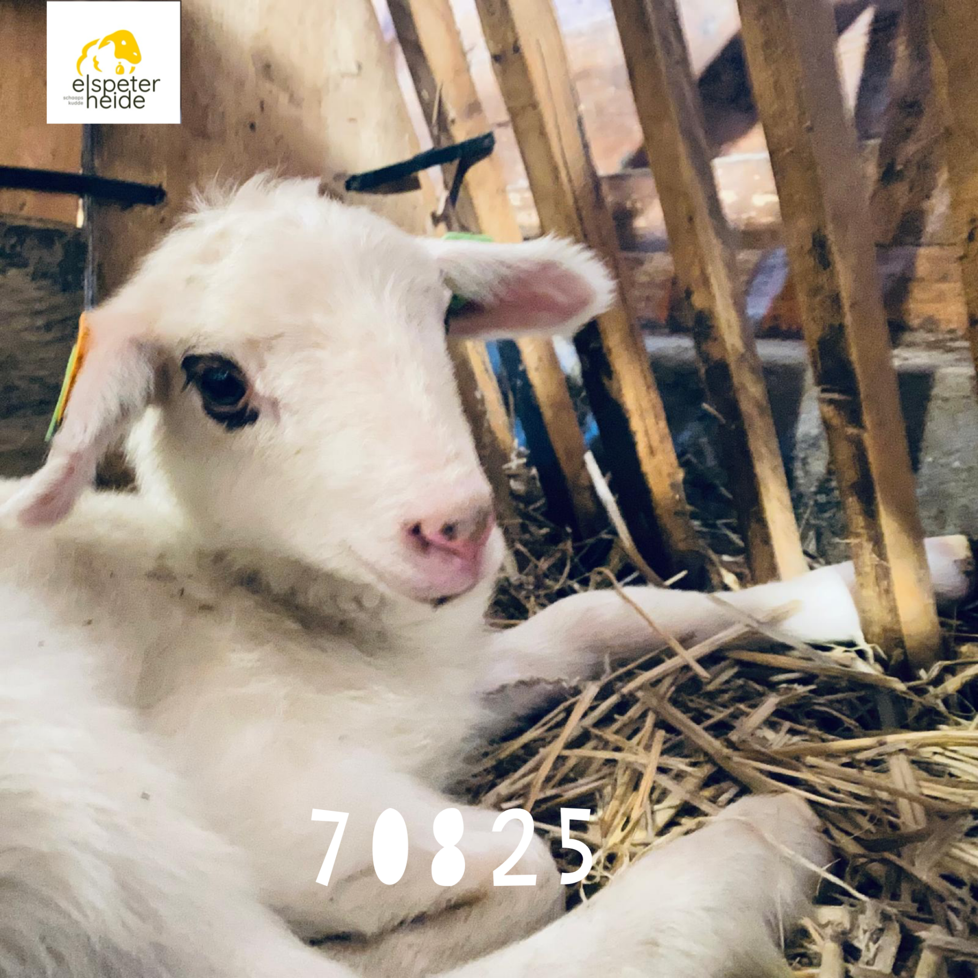 Adoptie lammetje - 70825