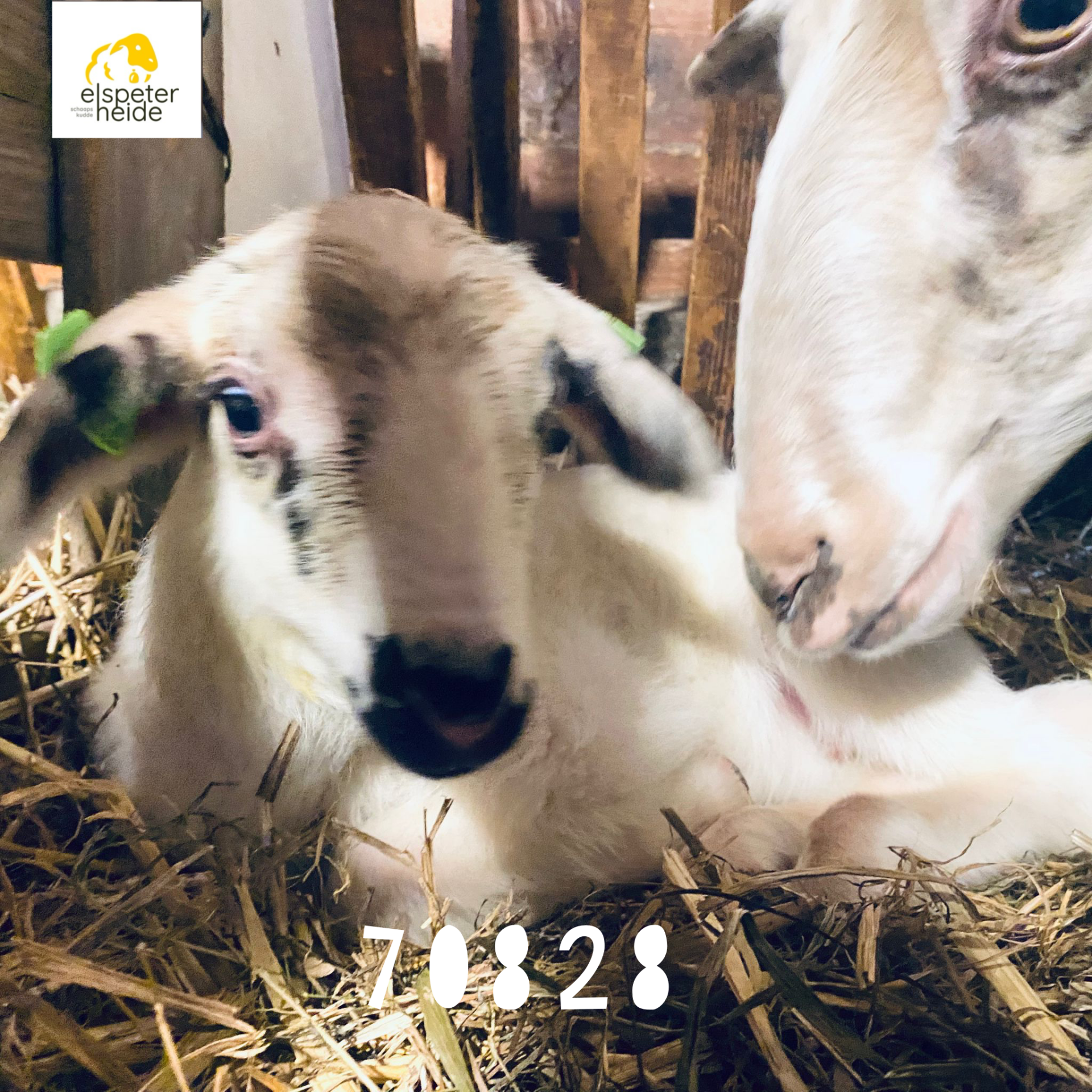 Adoptie lammetje - 70828