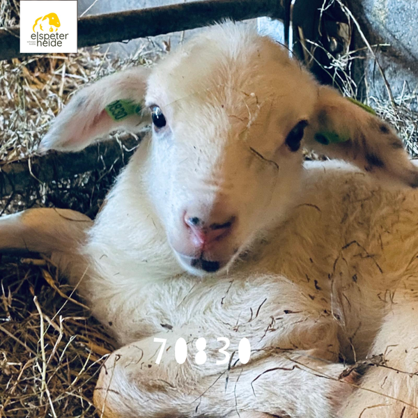 Adoptie lammetje - 70830