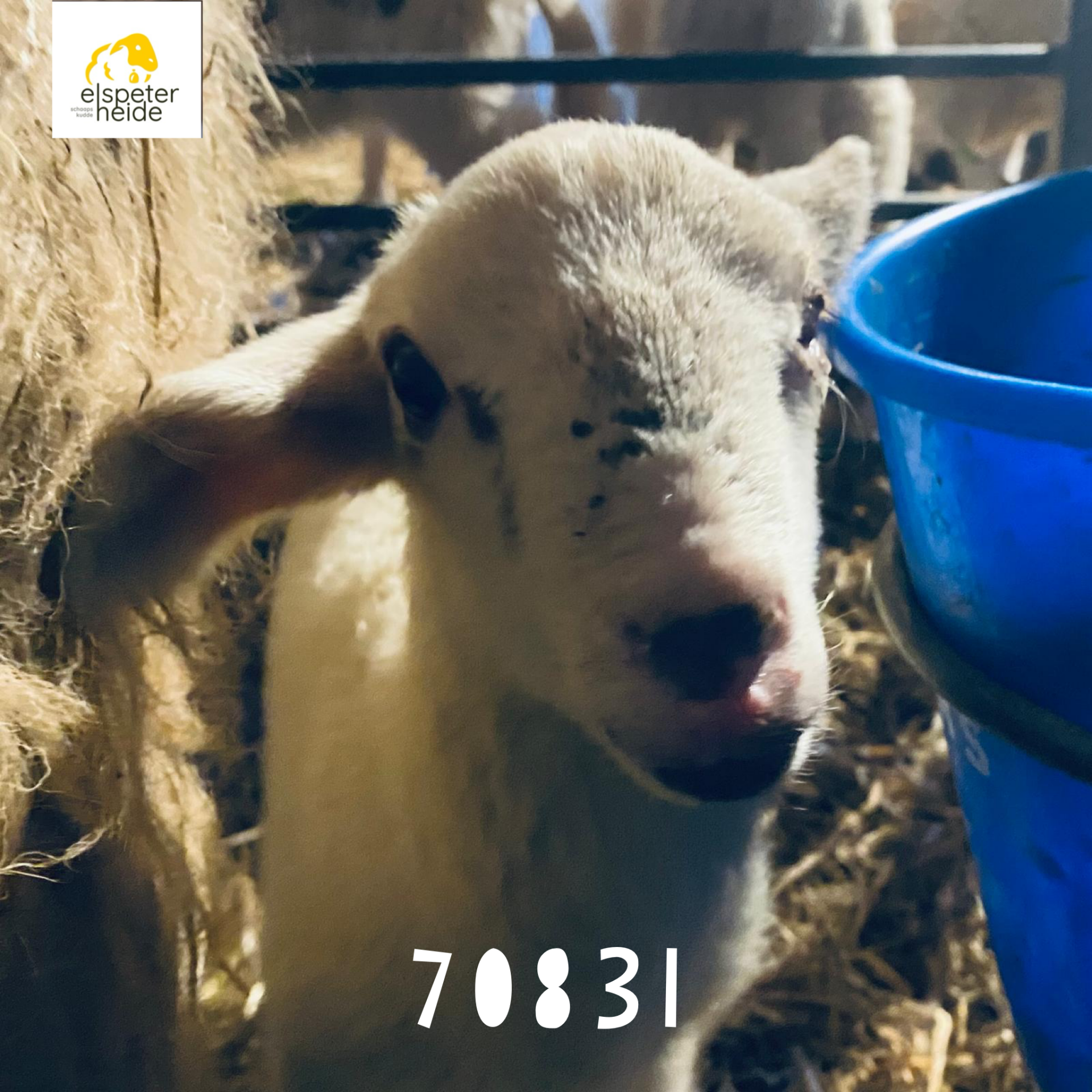 Adoptie lammetje - 70831