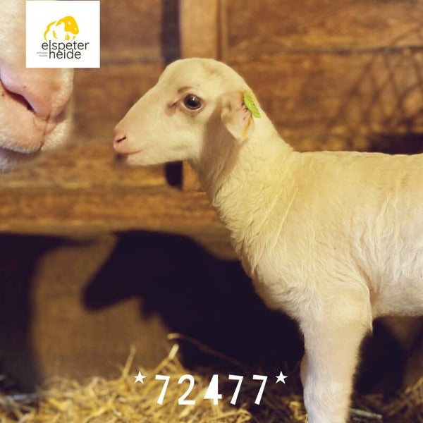 Adoptie lammetje - 72477
