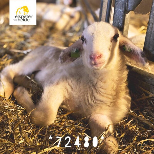 Adoptie lammetje - 72480