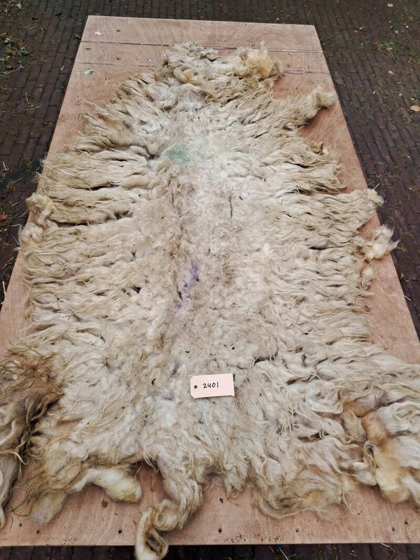 Ruwe vacht 2401