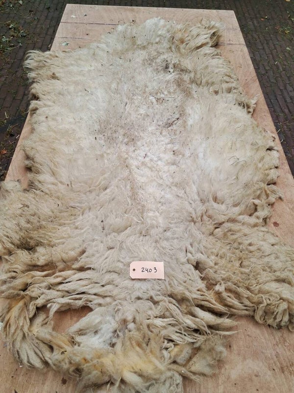 Ruwe vacht 2403