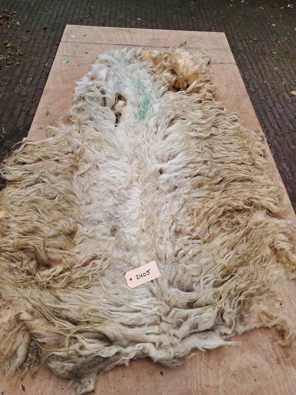 Ruwe vacht 2405