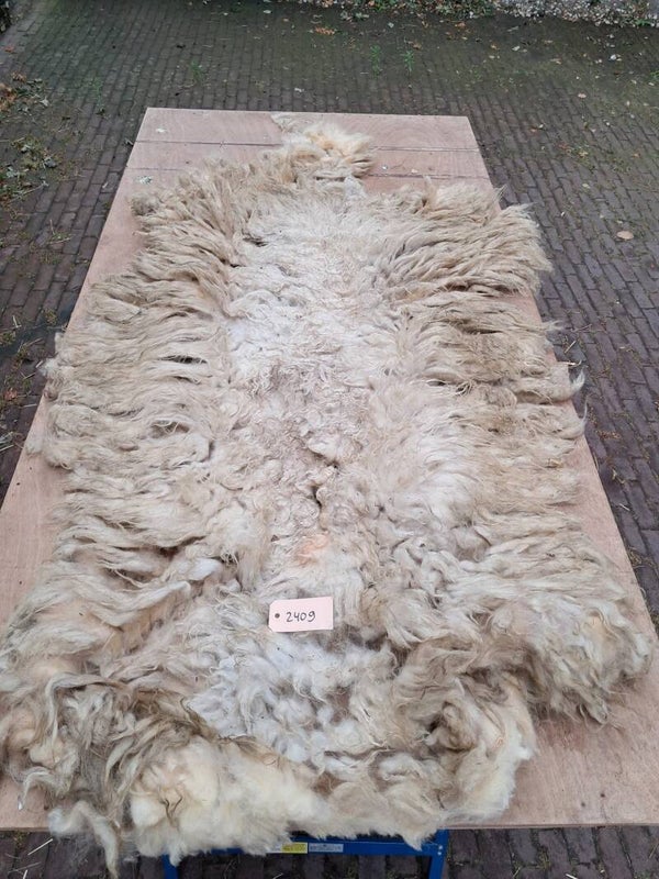Ruwe vacht 2409