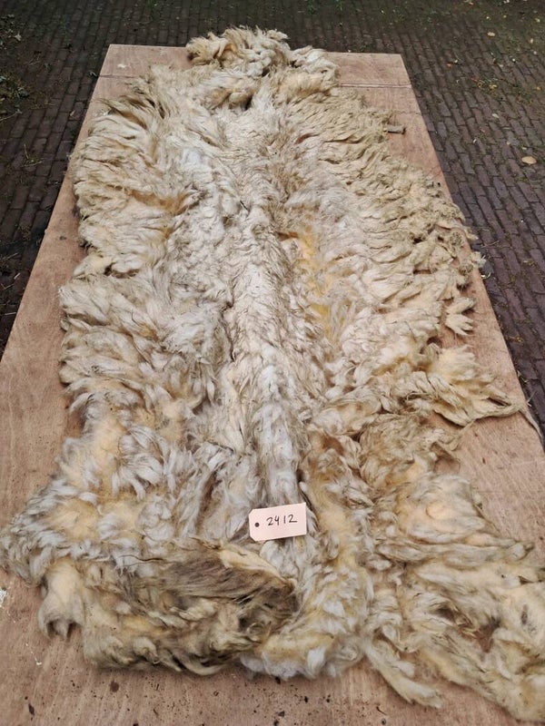 Ruwe vacht 2412