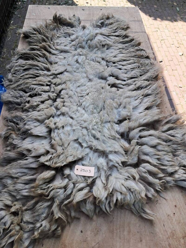 Ruwe vacht 2503