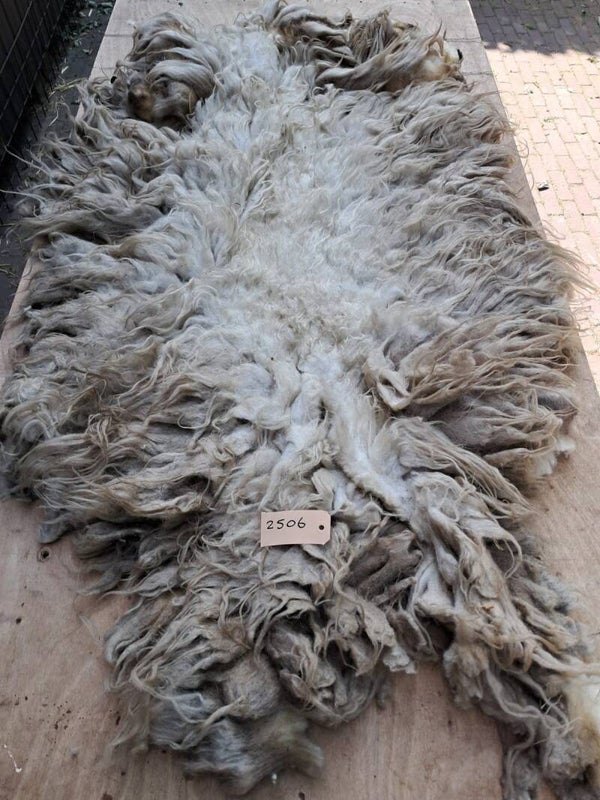 Ruwe vacht 2506