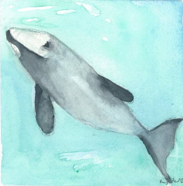 Hector's Dolphin Art Print