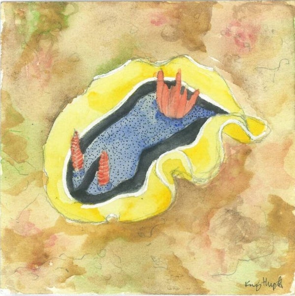 Nudibranch Art Print