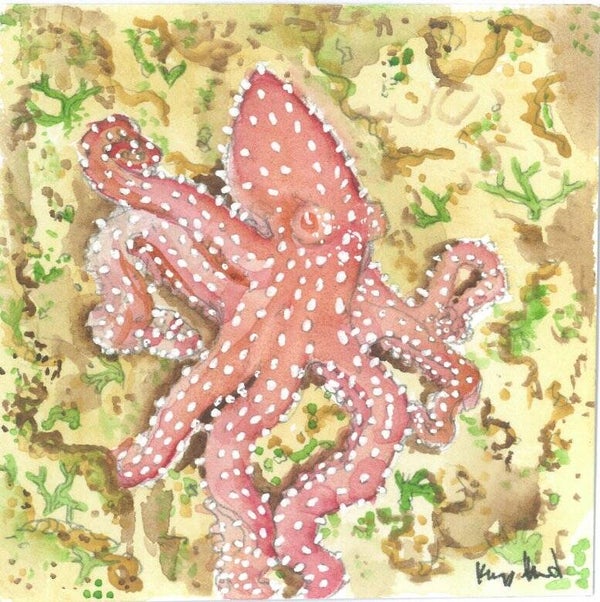 Atlantic White-Spotted Octopus Art Print