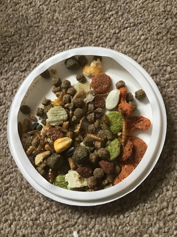 6. Small n furry food mix 