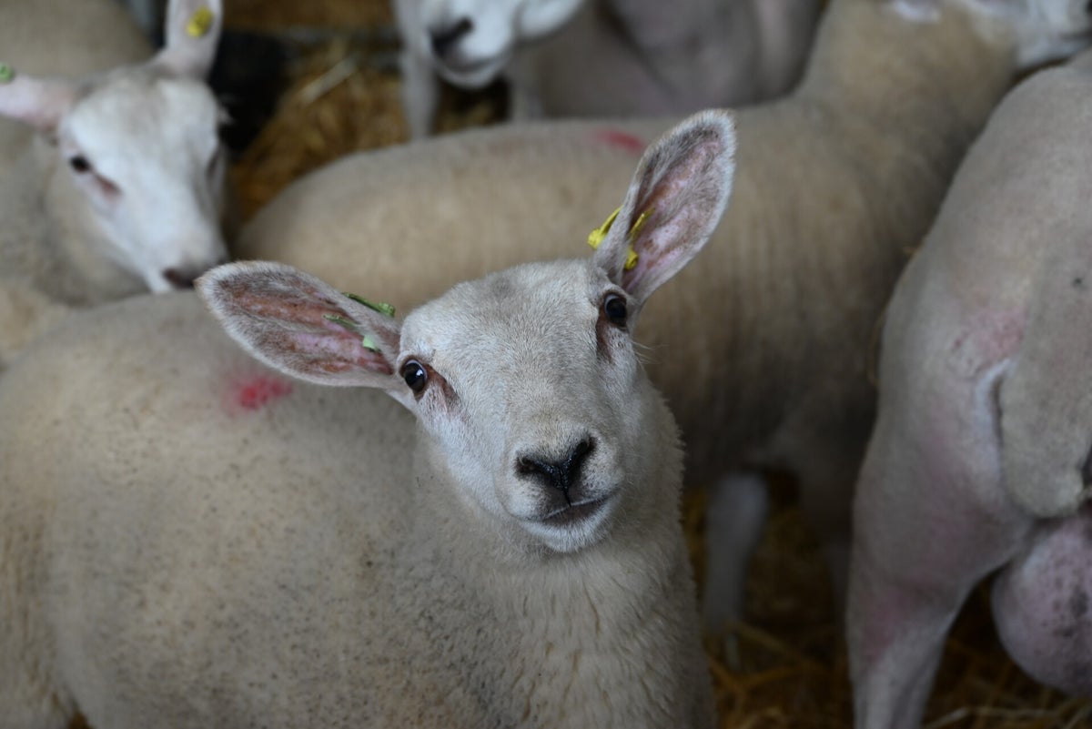 NSA NORTH SHEEP 2025 / News | Lleyn Sheep Society