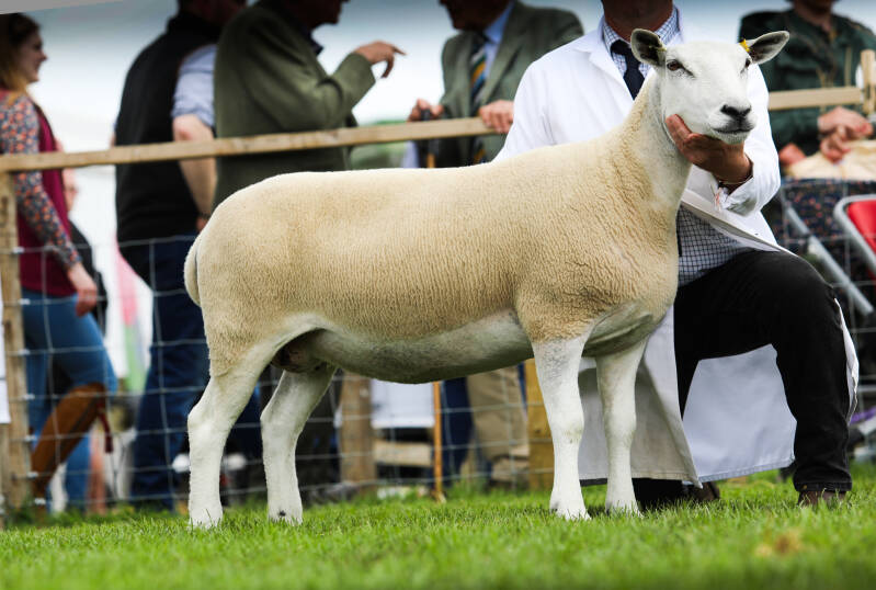 1st prize aged ewe - C &amp; C Crawford