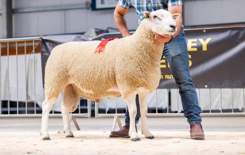 First prize ram came from D Knowles in the form of Cragg Nog