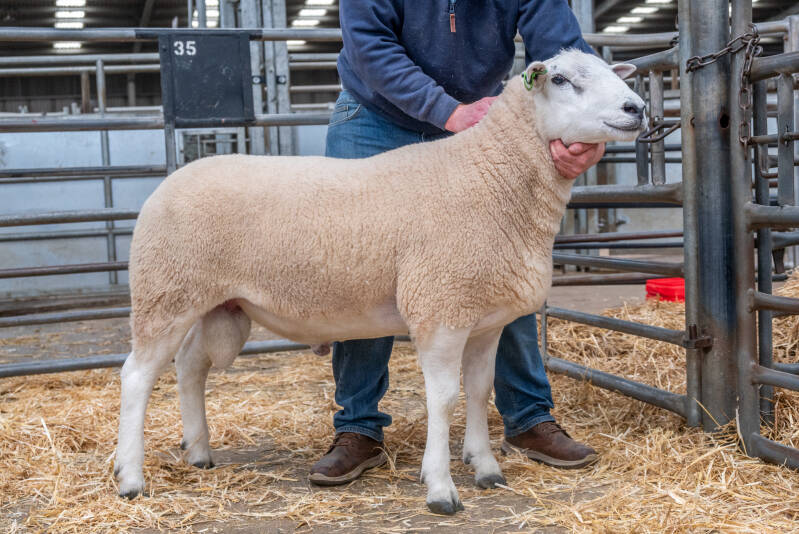 The first ram in the ring from H Goldie went under the hammer at 4200gns