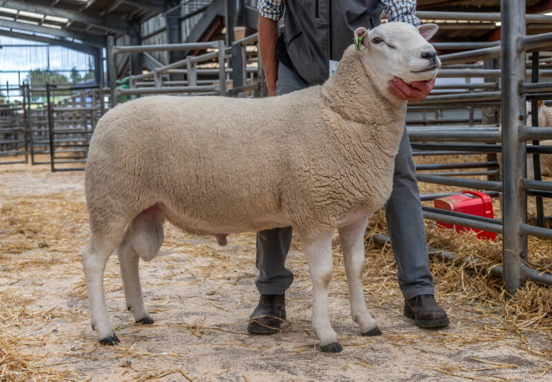 Top priced ram at 7500gns was Rowelen Marksman from HM Wells