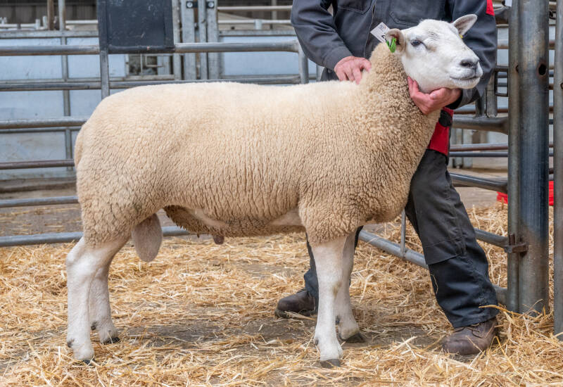 M &amp; R Cursiter sold thier best ram for 3000gns