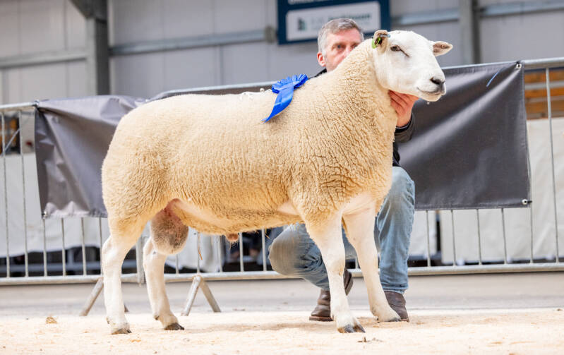 Second prize ram from Farmstock Genetics sold for 2000gns
