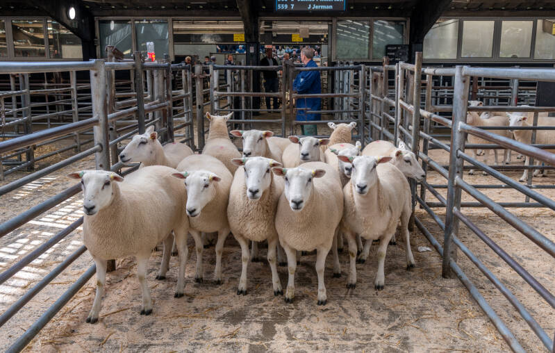 These entries from H Goldie went under the hammer at £300 per head