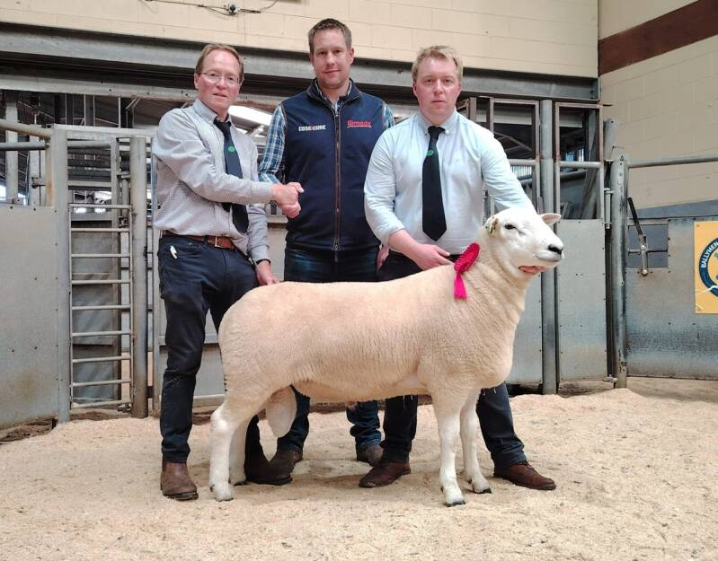 Mileview Mister stood first prize ram and sold for a centre record of 5600gns