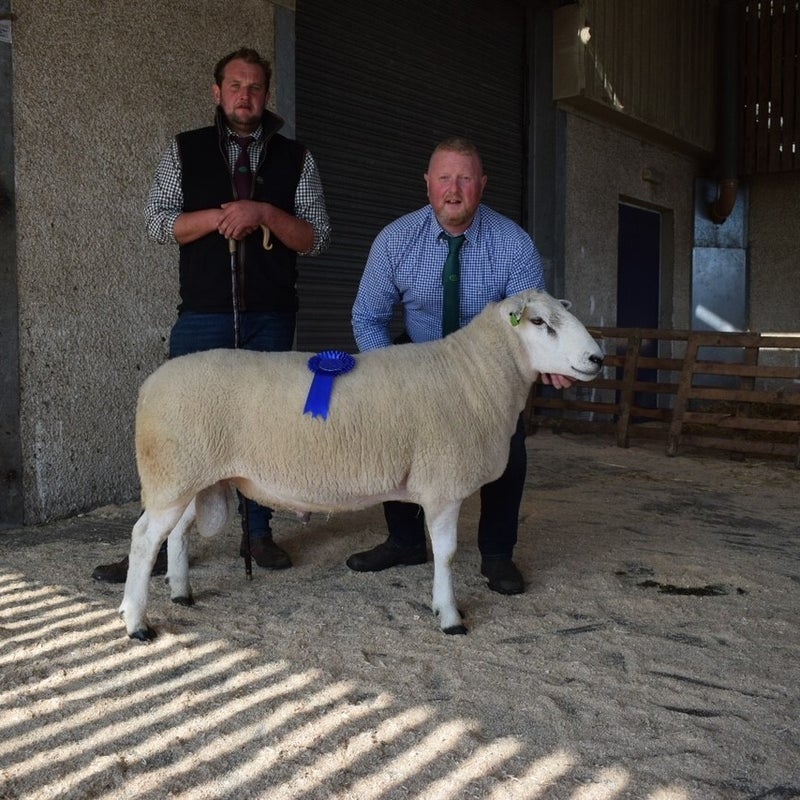 Second prize ram from G Calwell