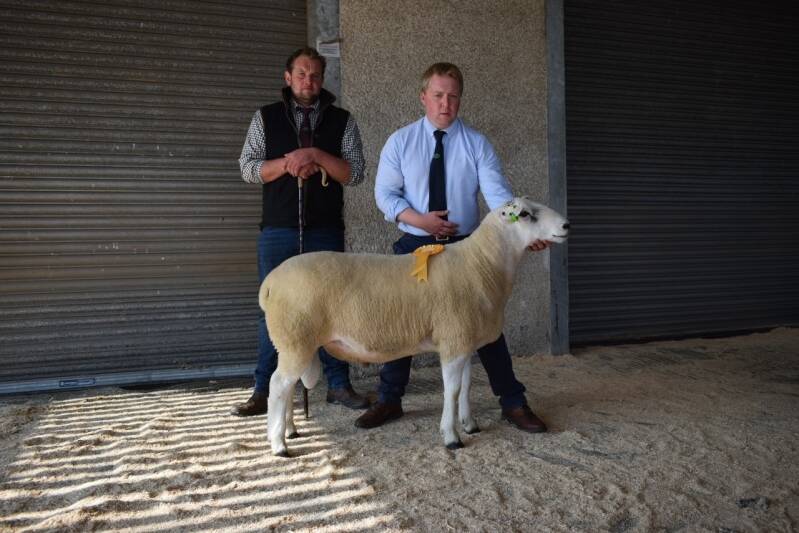 Third prize ram from J &amp; C Kennedy