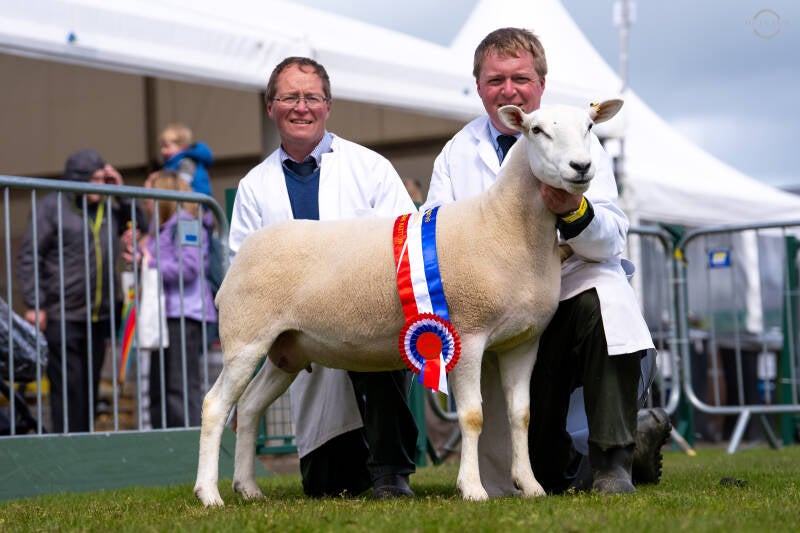 Balmoral Show Champion - Agedng Ewe from the Kennedy family
