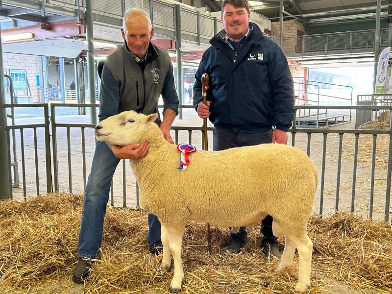 The Builth Show champion ram, Rowelen Newsman, from H M Wells