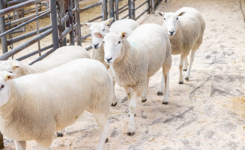 Making £310 per head was this pen of 5 from C Davidson