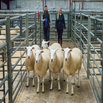 carlisle-2022-2nd-prize-shearling-ewes-from-i-walling-220-standard.jpg