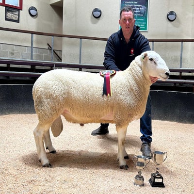 Champion ram from E & D Jones