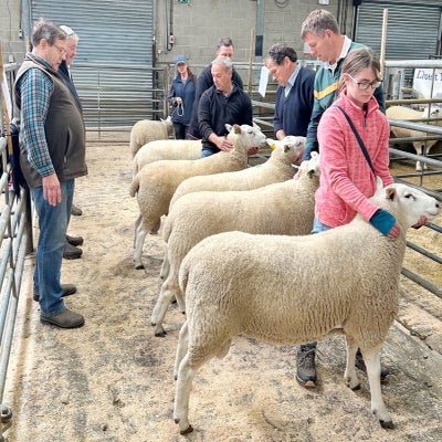Judges deliberating the line out in the ram class