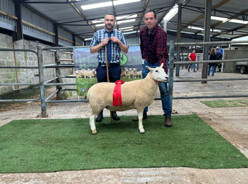 1st prize individual ewe