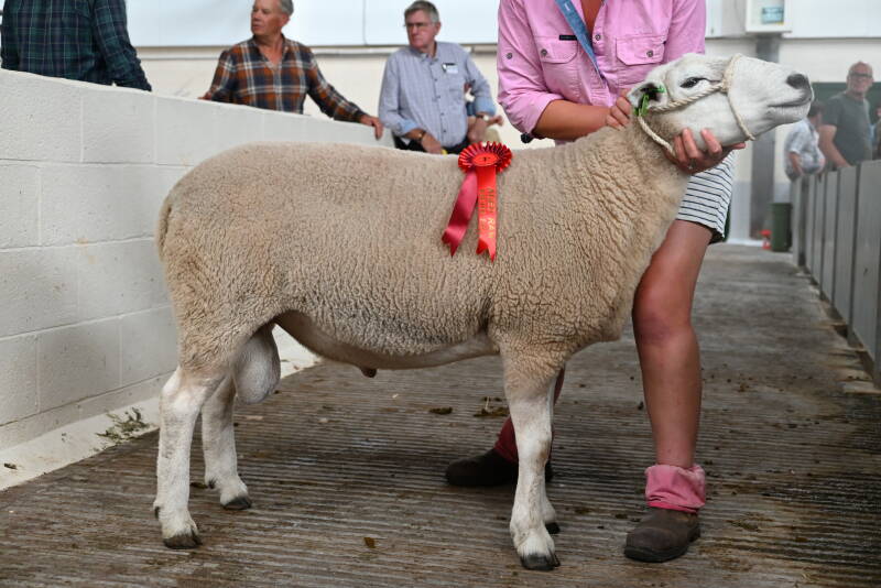 1st prize aged ram from Manor Farm East Marden