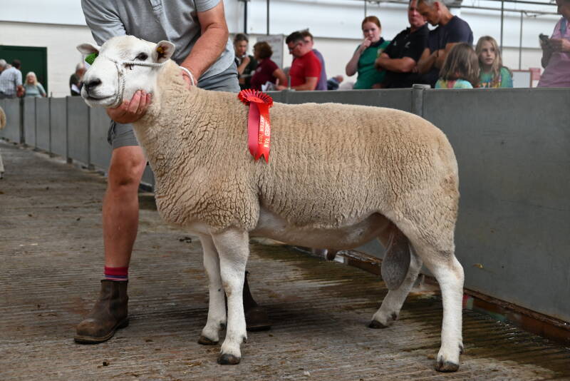 1st prize recorded ram from Mr &amp; Mrs P &amp; S Eckett