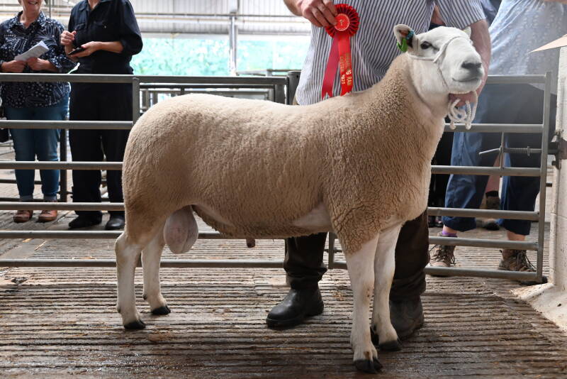Pre-sale show champion ram from Twose Farms Ltd which made 1100gns