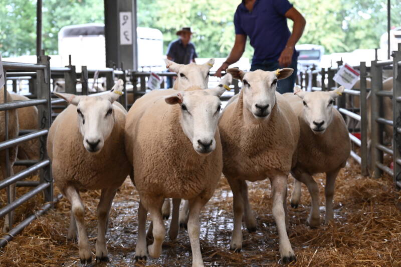 Pre-sale show champion pen of females from WJ &amp; DJ Williams, which made £270 per head