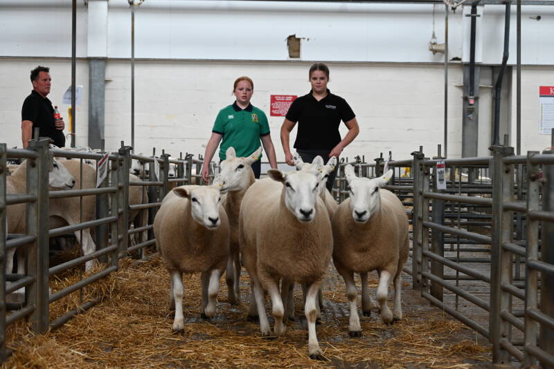 Top priced pen of shearling ewes at £285 from E &amp; D Jones