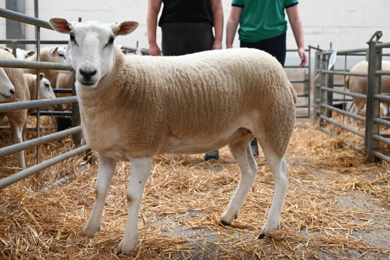 Individual shearling ewe from E &amp; D Jones which attained £310