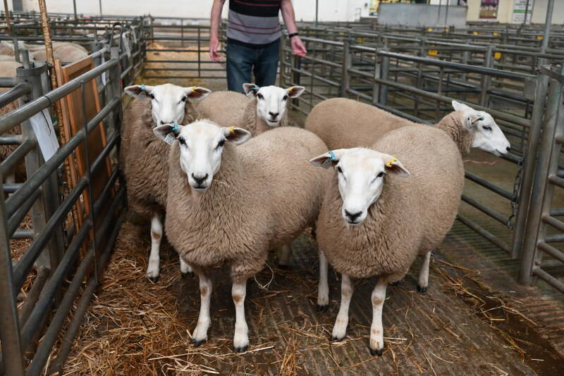 Top priced ewe lambs at £200 per head from Dr and Mrs J &amp; G Adams